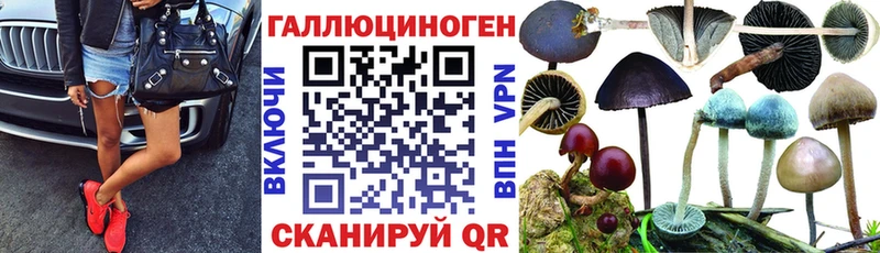 Псилоцибиновые грибы Psilocybine cubensis  мега как войти  Новосиль 
