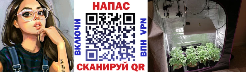 где купить   Новосиль  hydra рабочий сайт  Бошки Шишки Bruce Banner 
